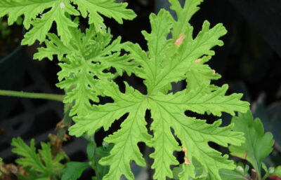 Aerial Export Of Geranium